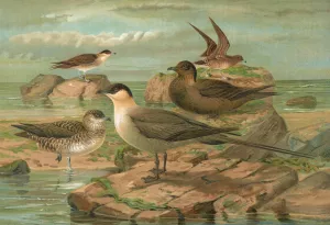 Stercorarius longicaudus Vieill, Stercorarius parasiticus Oil painting by Johann Friedrich Naumann