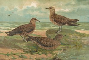 Stercorarius parasiticus, Stercorarius pomarinus, Mittlere Raubmòve, Stercorarius longicaudus Vieill by Johann Friedrich Naumann Oil Painting