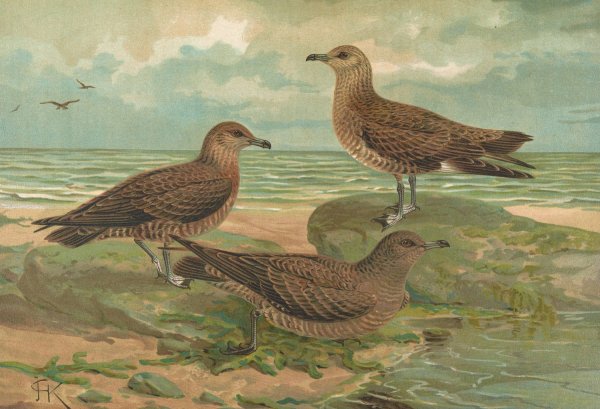 Main Product Photo of Stercorarius parasiticus, Stercorarius pomarinus, Mittlere Raubmòve, Stercorarius longicaudus Vieill Painting by Johann Friedrich Naumann