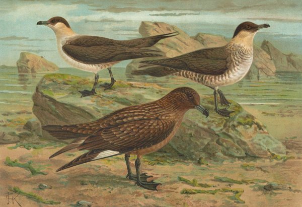 Stercorarius parasiticus, Stercorarius skua  by Johann Friedrich Naumann - Hand-Painted Oil Painting Reproduction