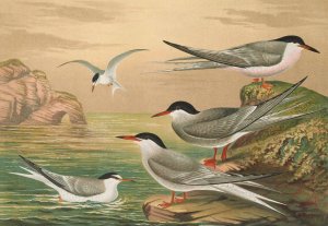 Sterna hirundo, Sterna macrura, Sterna Dougalli Mont., Sterna minuta by Johann Friedrich Naumann Oil Painting