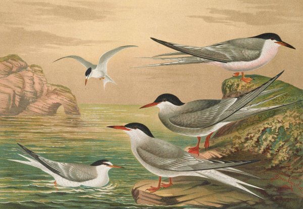 Sterna hirundo, Sterna macrura, Sterna Dougalli Mont., Sterna minuta by Johann Friedrich Naumann - Hand-Painted Oil Painting Reproduction