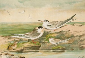 Sterna minuta, Sterna macrura, Sterna hirundo by Johann Friedrich Naumann Oil Painting