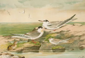 Sterna minuta, Sterna macrura, Sterna hirundo by Johann Friedrich Naumann Oil Painting