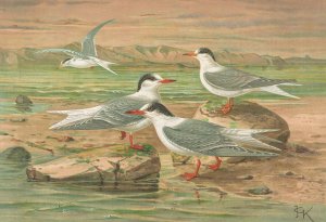 Sterna minuta, Sterna macrura, Sterna hirundo by Johann Friedrich Naumann Oil Painting