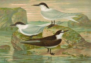Sterna nilotica Hasselqu, Sterna cantiaca, Sterna fuliginosa Gm by Johann Friedrich Naumann Oil Painting