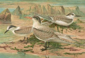 Sterna nilotica Hasselqu, Sterna tschegrava Lepech, Sterna cantiaca Gm by Johann Friedrich Naumann Oil Painting