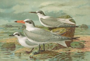 Sterna tschegrava Lepech, Sterna cantiaca Gm, Sterna nilotica Hasselqu by Johann Friedrich Naumann Oil Painting
