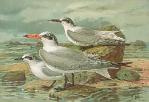 Sterna tschegrava Lepech, Sterna cantiaca Gm, Sterna nilotica Hasselqu by Johann Friedrich Naumann Oil Painting