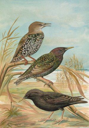 Sturnus vulgaris, Sturnus vulgaris Menzbieri, Sturnus unicolor Marmora by Johann Friedrich Naumann Oil Painting