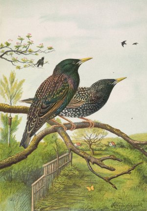 Sturnus vulgaris by Johann Friedrich Naumann Oil Painting