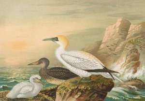 Sula bassana by Johann Friedrich Naumann Oil Painting
