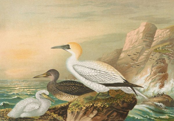 Sula bassana by Johann Friedrich Naumann - Hand-Painted Oil Painting Reproduction