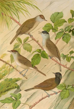 Sylvia atricapilla Oil painting by Johann Friedrich Naumann