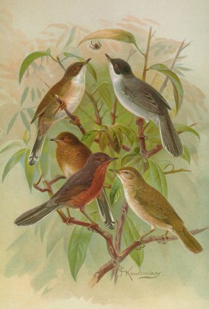 Sylvia melanocephala, Sylvia undata, Hypolais salicaria Oil painting by Johann Friedrich Naumann