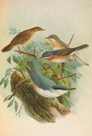 Sylvia subalpina Bonelli, Cisticola cisticola, Sitta Neumayeri Michah by Johann Friedrich Naumann Oil Painting
