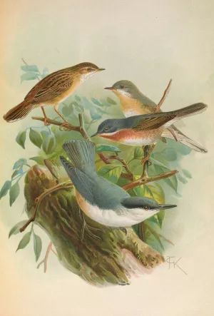 Sylvia subalpina Bonelli, Cisticola cisticola, Sitta Neumayeri Michah by Johann Friedrich Naumann Oil Painting