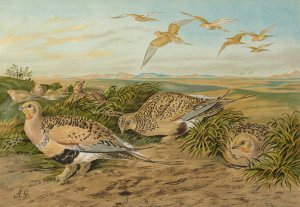 Syrrhaptes paradoxus by Johann Friedrich Naumann Oil Painting