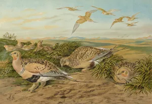 Syrrhaptes paradoxus by Johann Friedrich Naumann Oil Painting