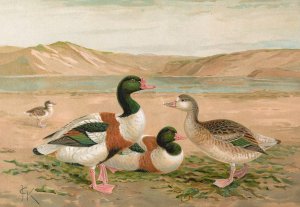 Tadorna tadorna by Johann Friedrich Naumann Oil Painting