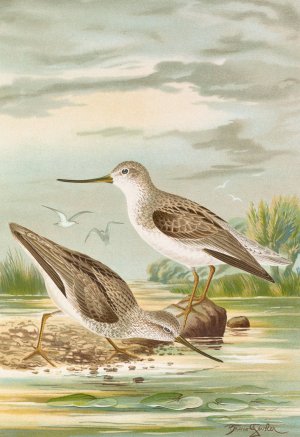 Terekia cinerea by Johann Friedrich Naumann Oil Painting