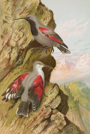 Tichodroma muraria by Johann Friedrich Naumann Oil Painting