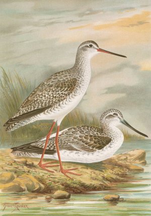 Totanus fuscus, Totanus littoreus Oil painting by Johann Friedrich Naumann