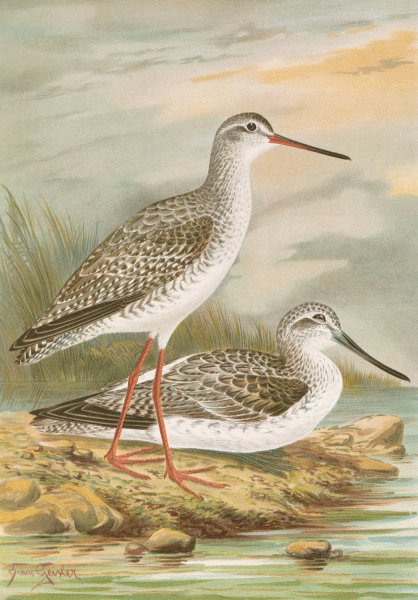 Totanus fuscus, Totanus littoreus by Johann Friedrich Naumann - Hand-Painted Oil Painting Reproduction