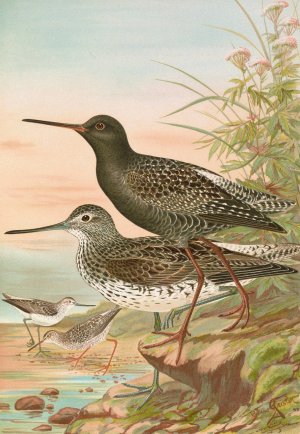 Totanus fuscus, Totanus littoreus by Johann Friedrich Naumann Oil Painting