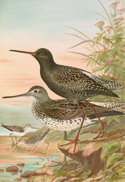 Totanus fuscus, Totanus littoreus by Johann Friedrich Naumann - Hand-Painted Oil Painting Reproduction