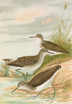 Totanus ochropus, Totanus glareola, Tringoides hypoleucus by Johann Friedrich Naumann Oil Painting