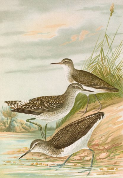 Totanus ochropus, Totanus glareola, Tringoides hypoleucus by Johann Friedrich Naumann - Hand-Painted Oil Painting Reproduction
