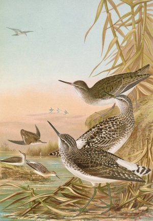 Totanus ochropus, Totanus glareola, Tringoides hypoleucus by Johann Friedrich Naumann Oil Painting