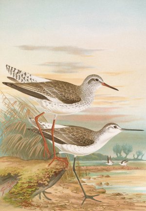 Totanus totanus, Totanus stagnatilis Bechst by Johann Friedrich Naumann Oil Painting