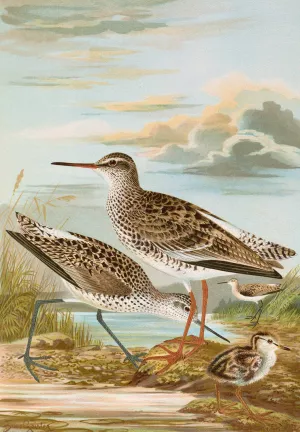 Totanus totanus, Totanus stagnatilis Bechst by Johann Friedrich Naumann Oil Painting