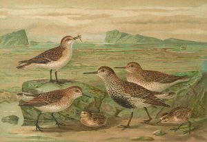 Tringa alpina Schinzi, Tringa minuta Leisl by Johann Friedrich Naumann Oil Painting
