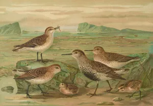 Tringa alpina Schinzi, Tringa minuta Leisl by Johann Friedrich Naumann Oil Painting