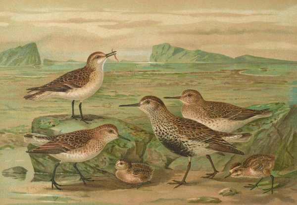 Tringa alpina Schinzi, Tringa minuta Leisl by Johann Friedrich Naumann - Hand-Painted Oil Painting Reproduction
