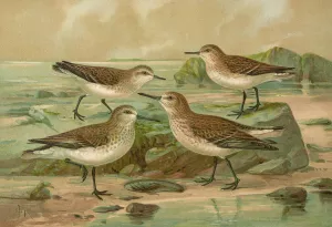 Tringa alpina, Tringa alpina Schinzi, Tringa minuta Leisl, Tringa Temmincki Leisl Oil painting by Johann Friedrich Naumann