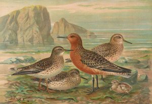 Tringa canutus, Tringa maritima by Johann Friedrich Naumann Oil Painting