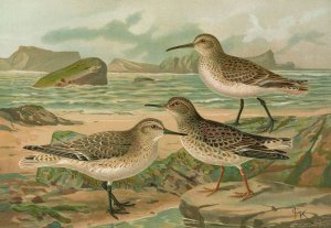 Tringa canutus, Tringa subarcuata, Tringa maritima Brunn by Johann Friedrich Naumann Oil Painting