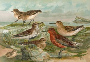 Tringa Temmincki Leisl, Tringa alpina, Tringa subarcuata by Johann Friedrich Naumann Oil Painting