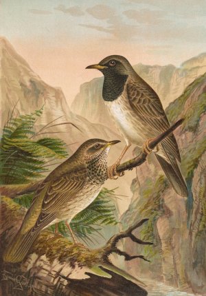 Turdus atrigularis Oil painting by Johann Friedrich Naumann