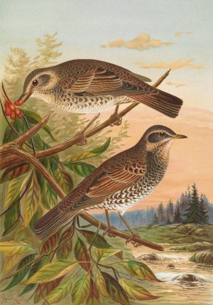 Turdus fuscatus by Johann Friedrich Naumann Oil Painting