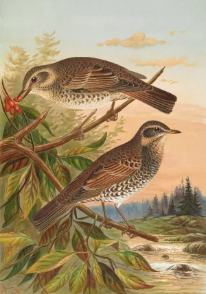 Turdus fuscatus by Johann Friedrich Naumann Oil Painting