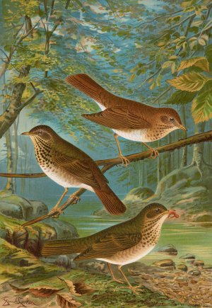 Turdus fuscescens, Turdus Pallassii, Turdus Swainsonii by Johann Friedrich Naumann Oil Painting