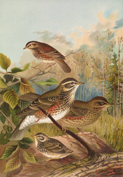 Turdus iliacus by Johann Friedrich Naumann - Hand-Painted Oil Painting Reproduction