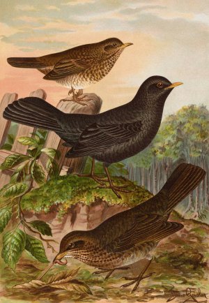 Turdus merula by Johann Friedrich Naumann Oil Painting