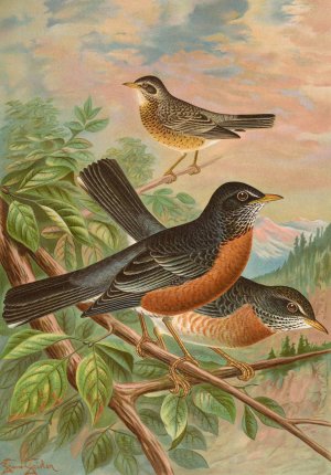 Turdus migratorius by Johann Friedrich Naumann Oil Painting