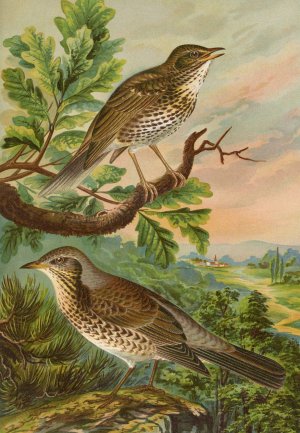 Turdus musicus, Turdus pilaris by Johann Friedrich Naumann Oil Painting